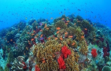 マナ島ダイビング イメージ