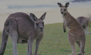 オーストラリア